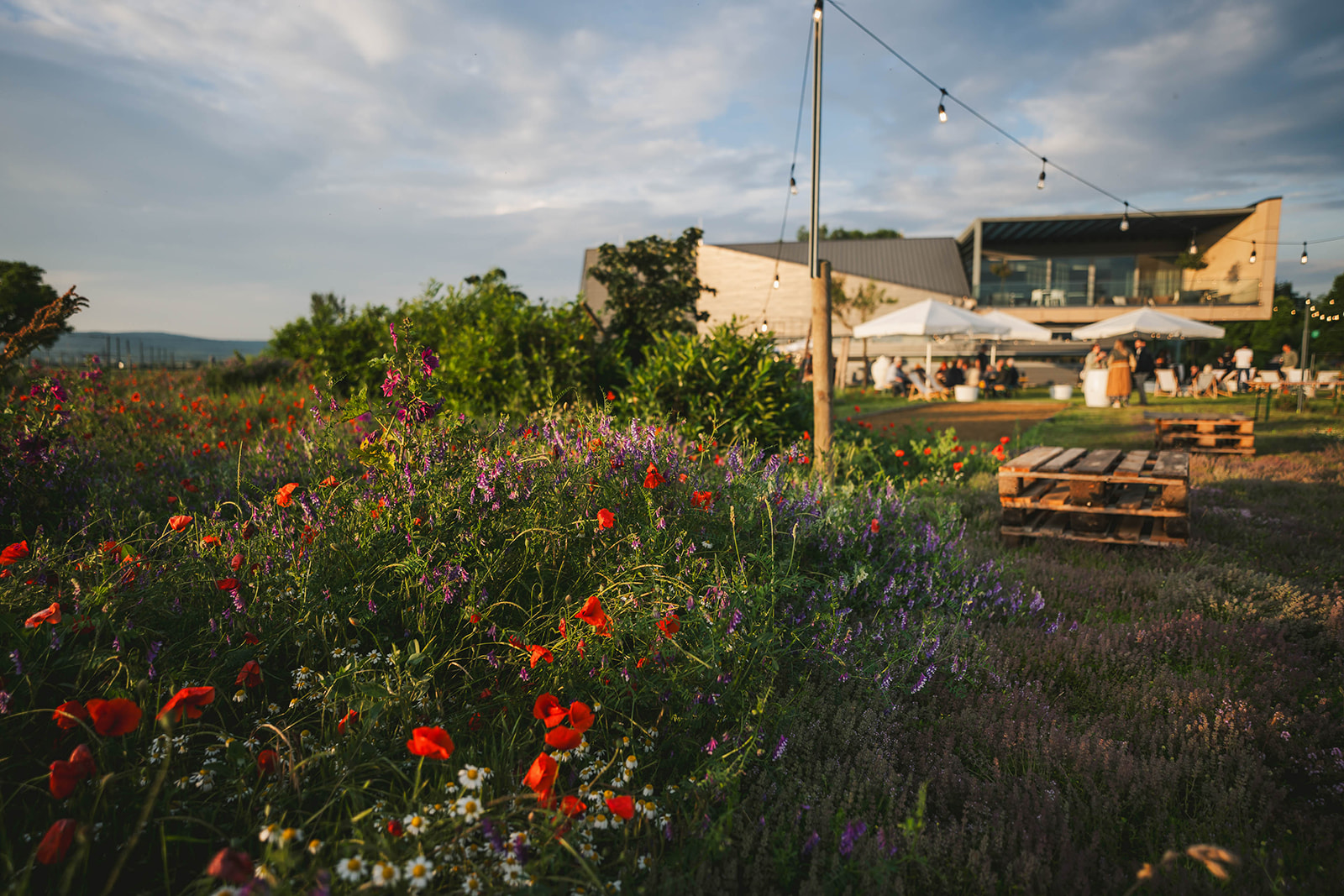 Detailaufnahme von Blumen mit Veranstaltung am Weingut im Hintergrund