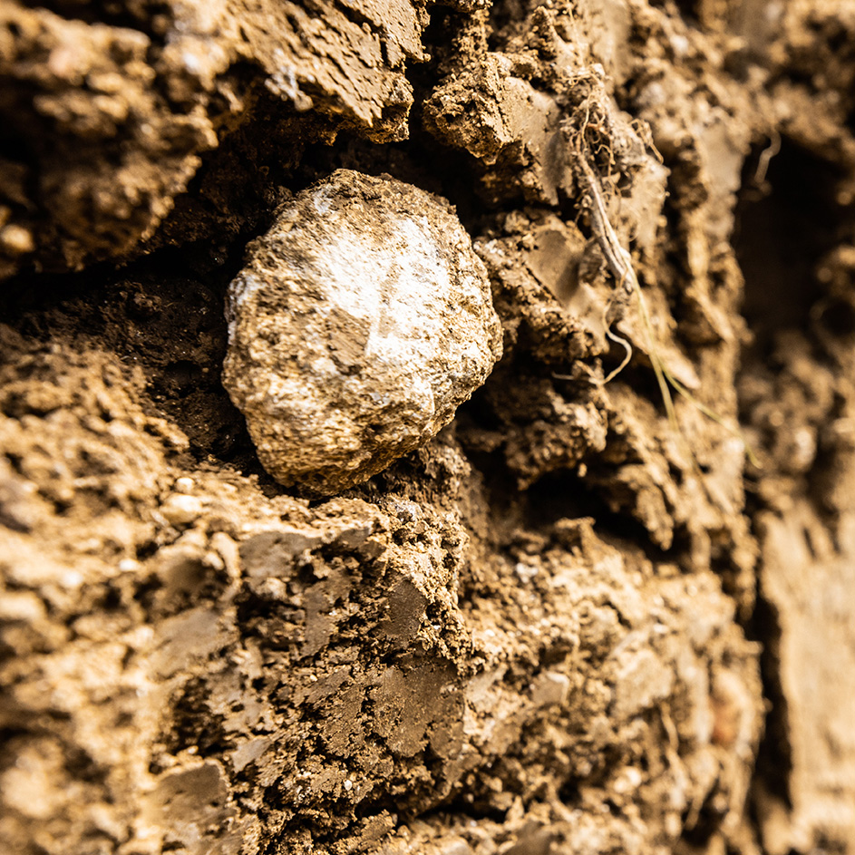 Detailaufnahme der Riede Feiersteig in Eisenstadt