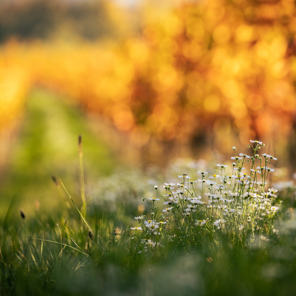 Verschwommene Aufnahme einer Weinrebe