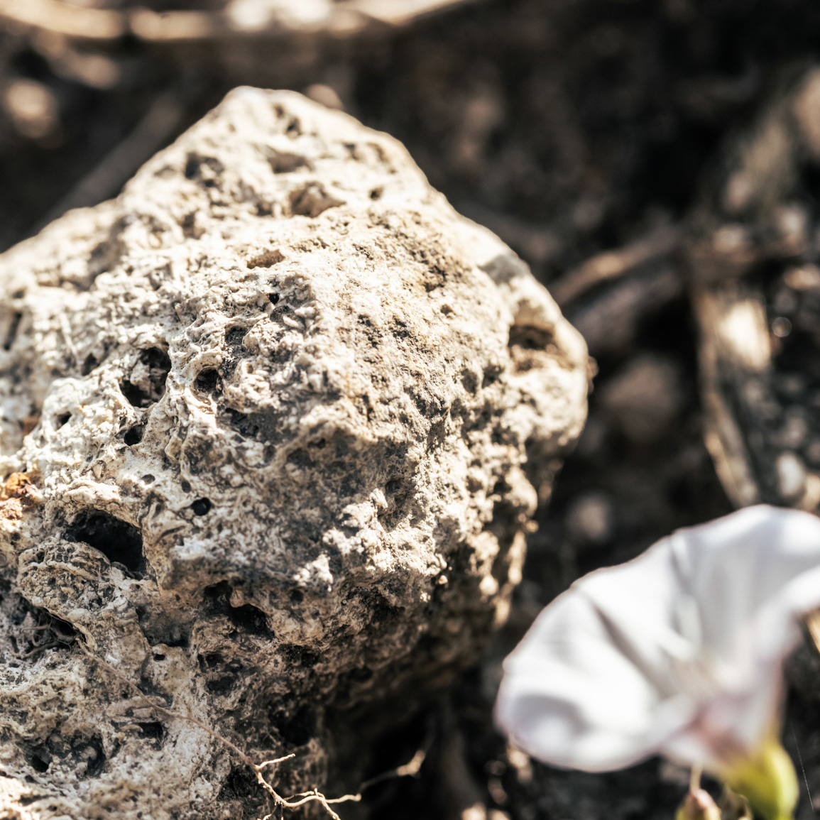 Nahaufnahme eines Gesteins