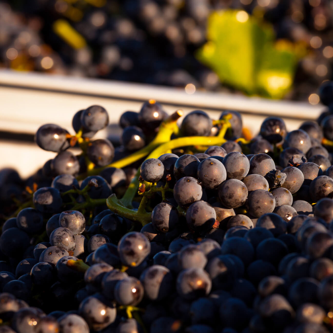 Detailaufnahme roter Weintrauben