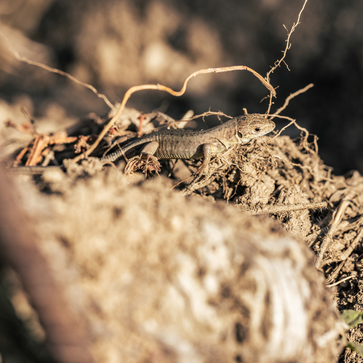 Nahaufnahme einer Eidechse