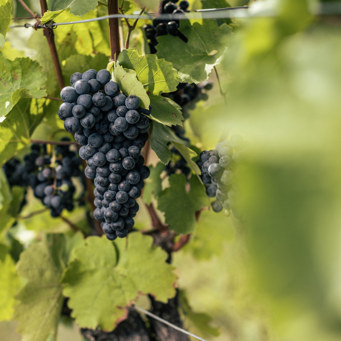 Nahaufnahme roter Trauben