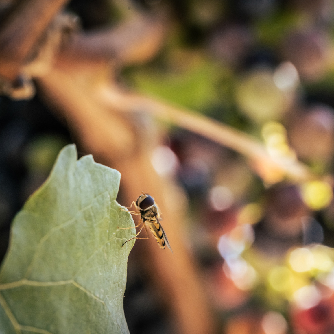 Nahaufnahme einer Biene