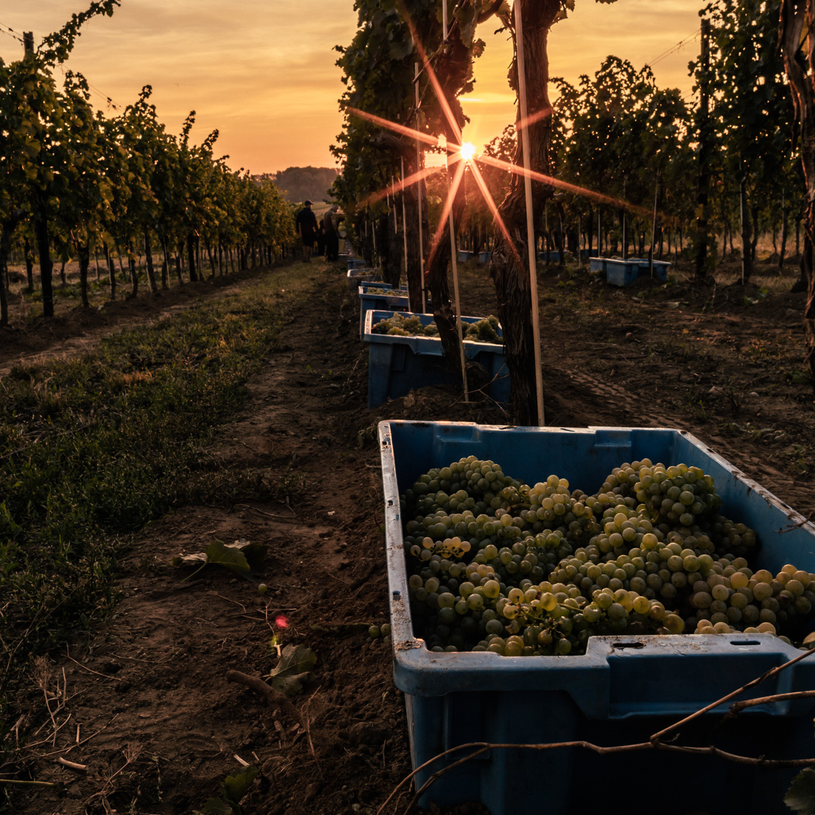 Weinreben beim Sonnenuntergang