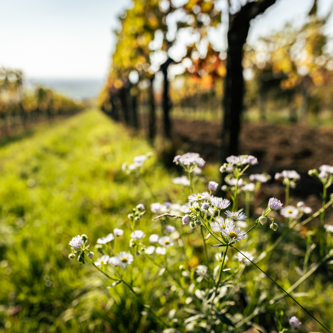 Aussicht auf Weinreben