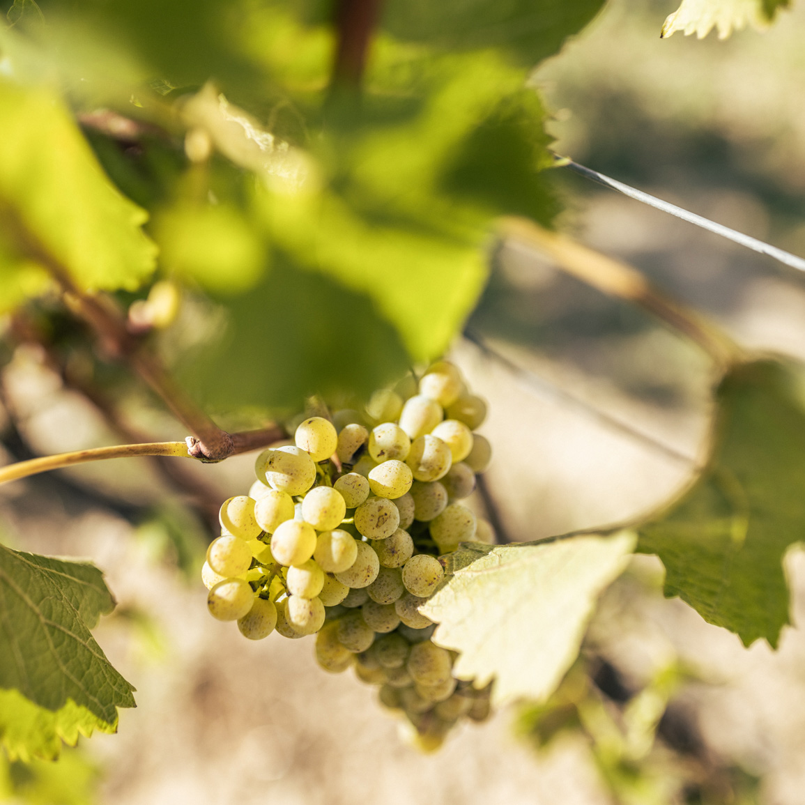 Nahaufnahme grüner Trauben