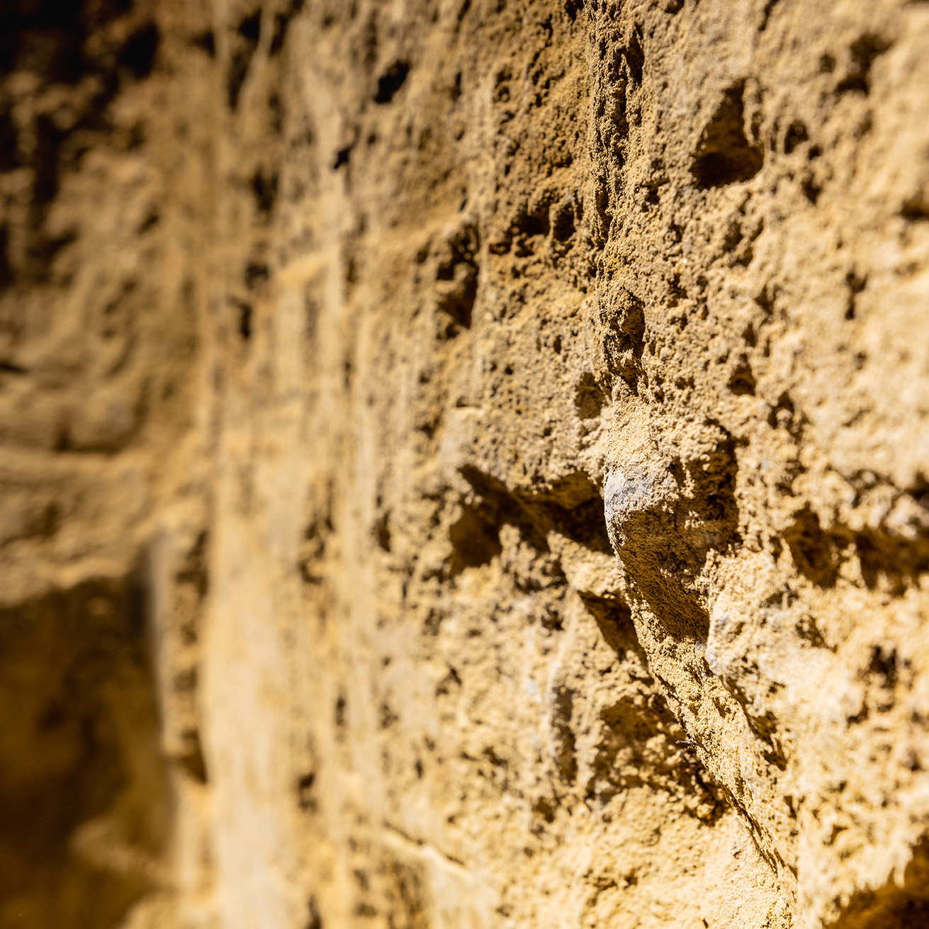 Detailaufnahme der Riede Fasangarten und Frauenholz in Sankt Margarethen
