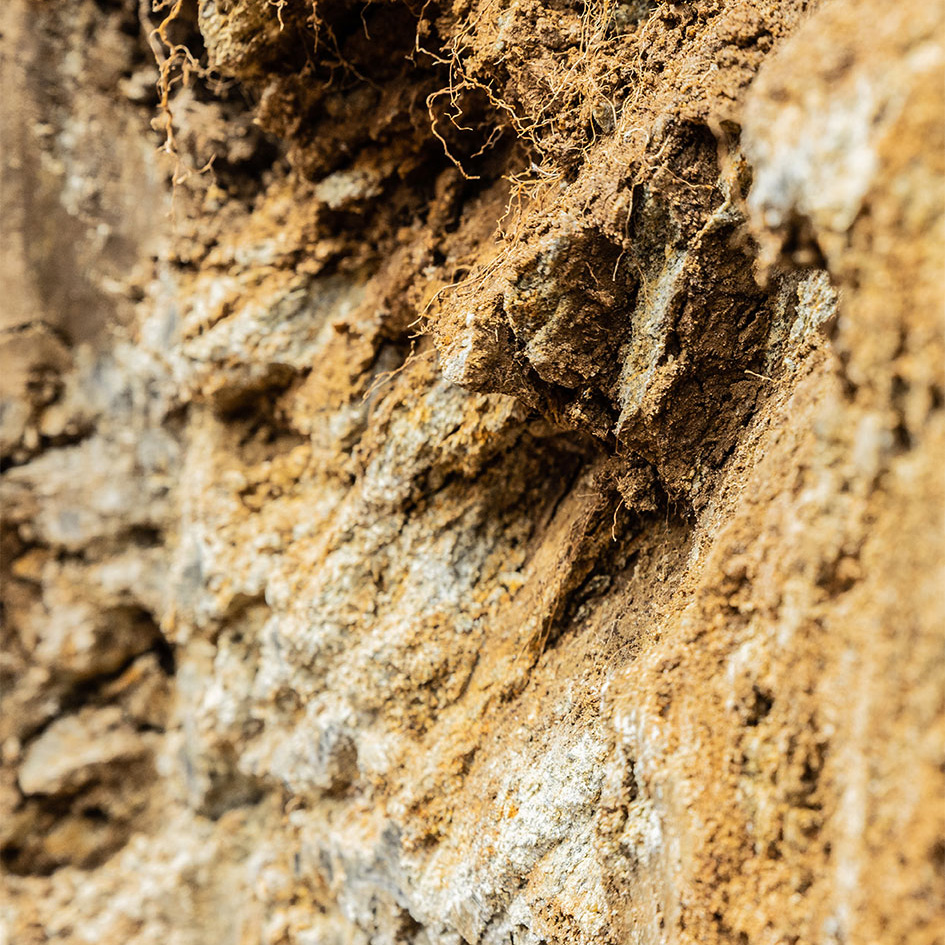 Detailaufnahme der Riede Hartmisch in Sankt Margarethen