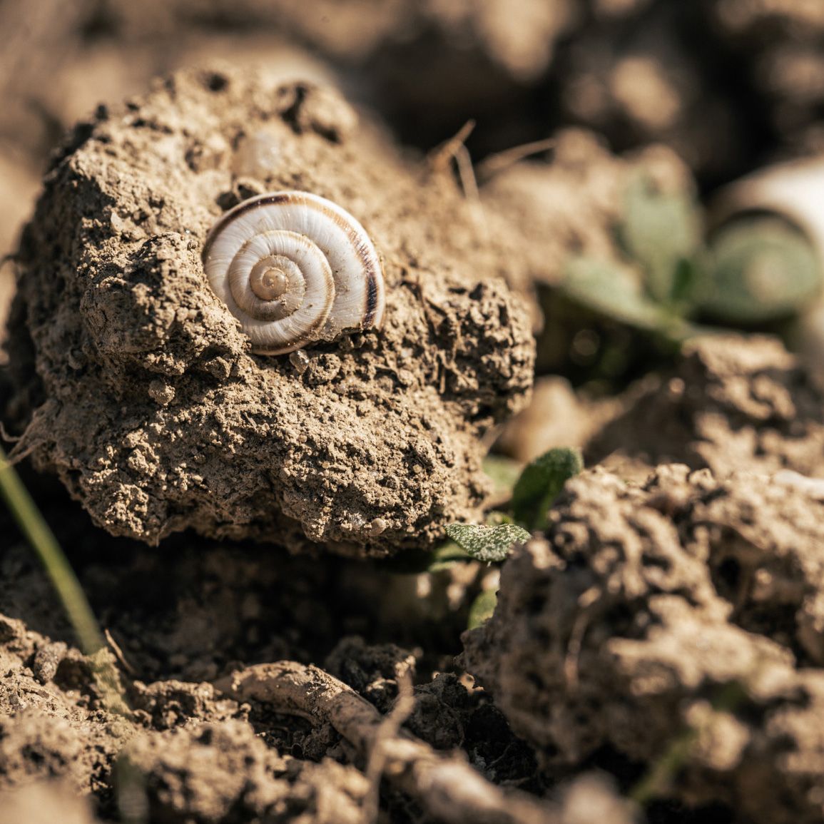 Nahaufnahme einer Schnecke
