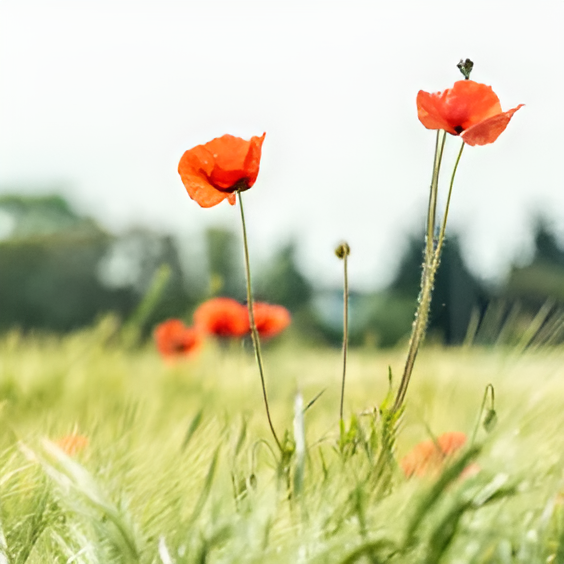 Nahaufnahme einer Mohnblume