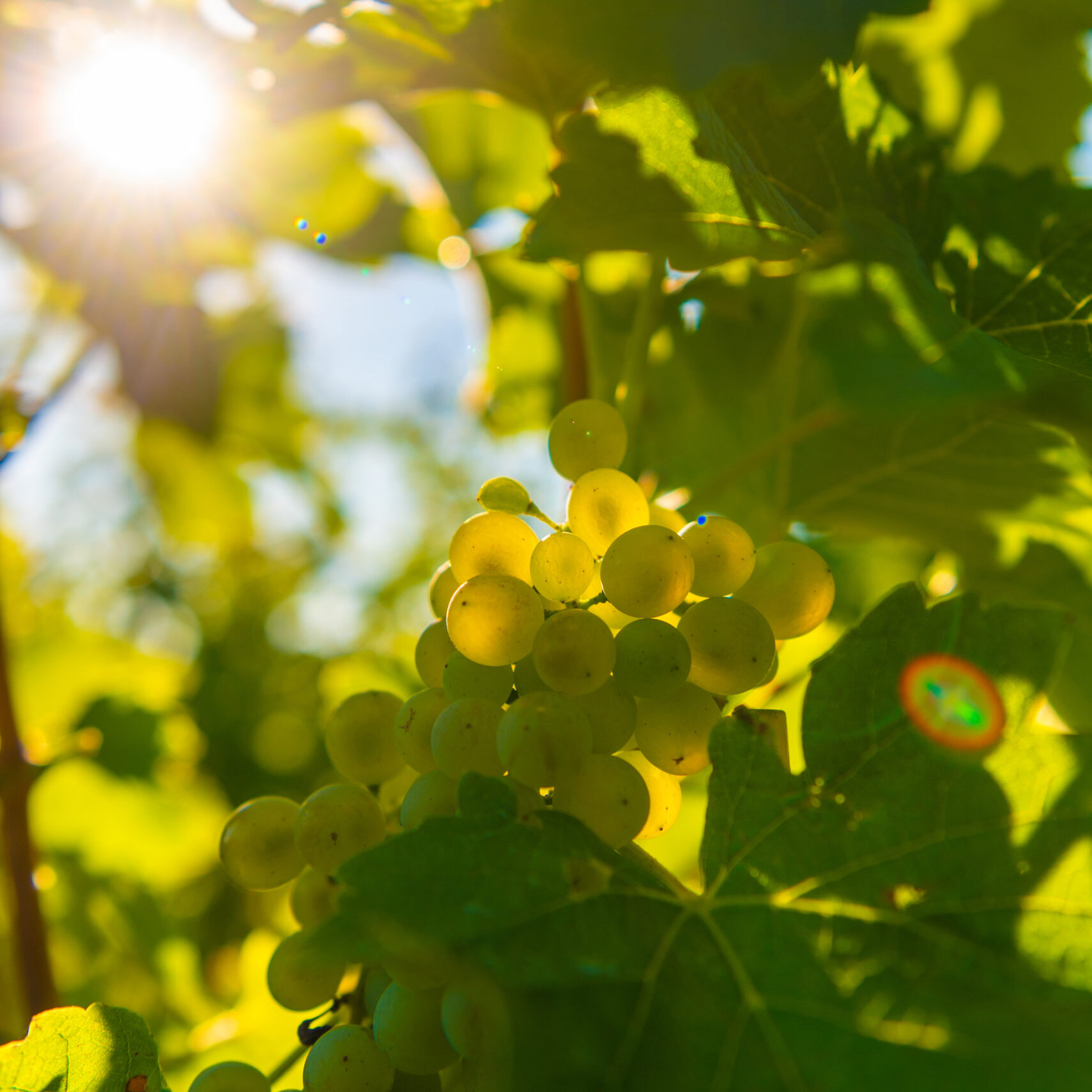 Detailaufnahmen von grünen Weintrauben