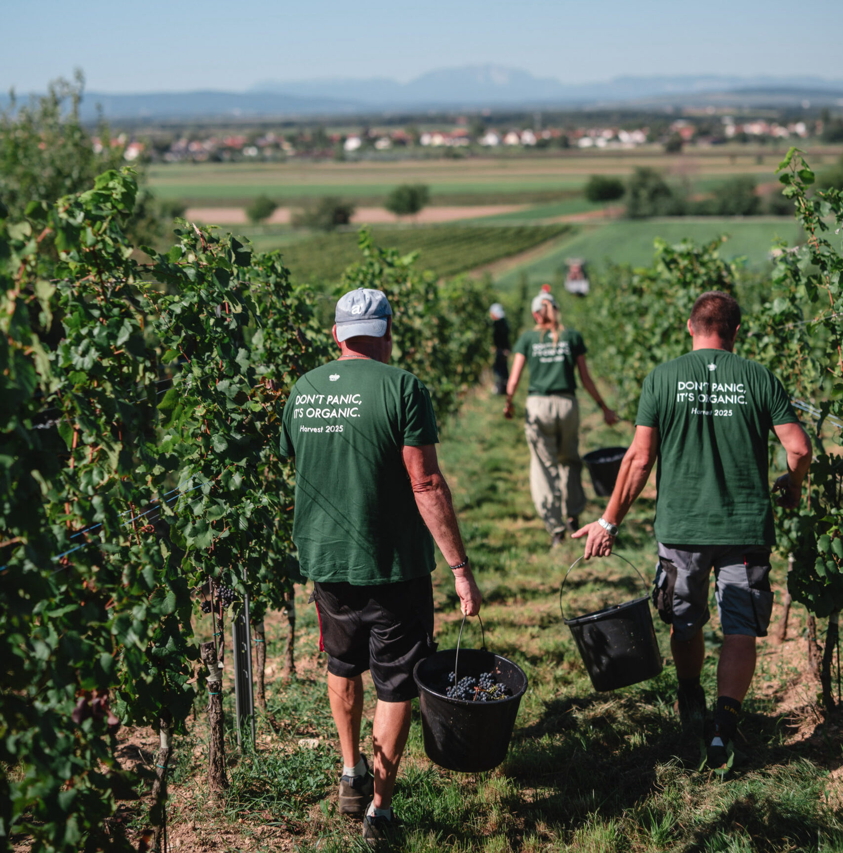 Detailaufnahmen von grünen Weintrauben